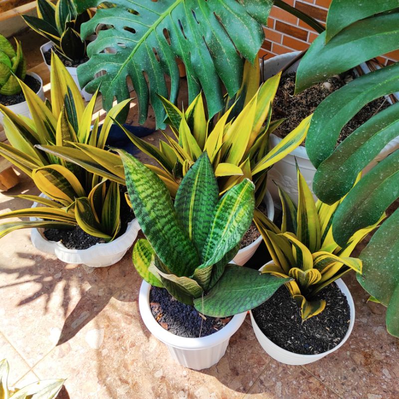 Produk Eksklusif / Sansevieria Gold Flame Maestro/ Sansiviera / Sansivera Golden Flame