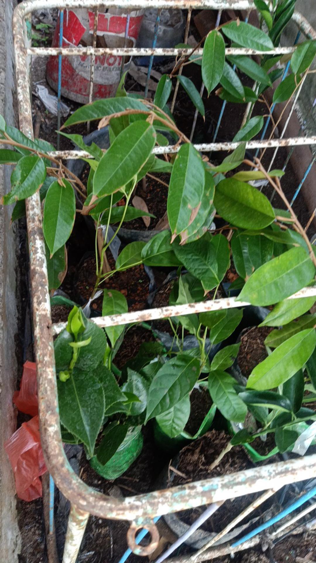 Bibit Bunga Camelia Supermurah