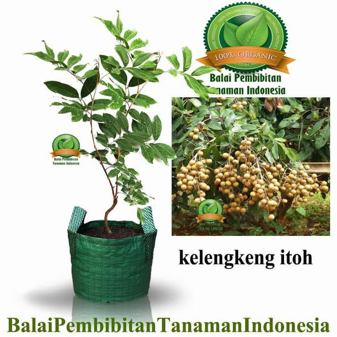 scpy bibit kelengkeng itoh / bibit buah / tanaman any4r