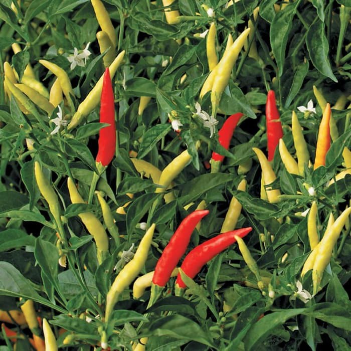 Benih CABE PUTIH DEWATA F1 (isi-22) - Biji Cabai