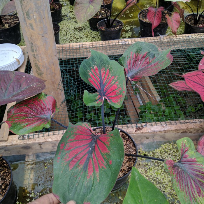 tanaman hias caladium keladi ac ganesha wilis anakan daun ganda