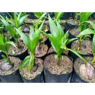3 Bibit Buah  Kelapa Pandan Wangi Shopee  Indonesia
