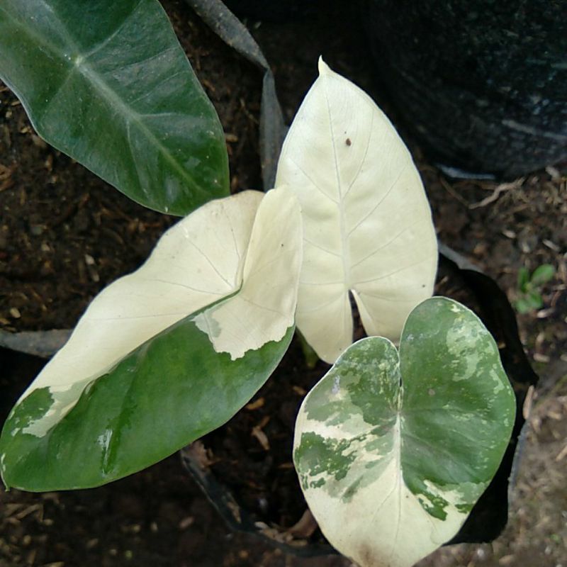 Keladi varigata -Sente varigata