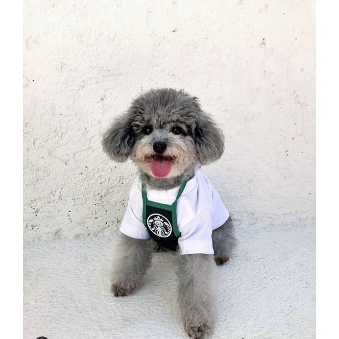 starbuck set apron starbuck untuk anjing kucing baju starbuck