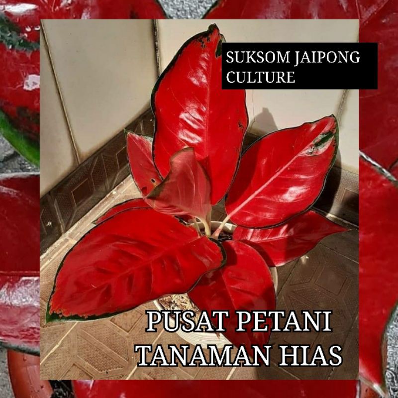 Tanaman Hias Aglonema Suksom Jaipong Culture Bibit Bonggol