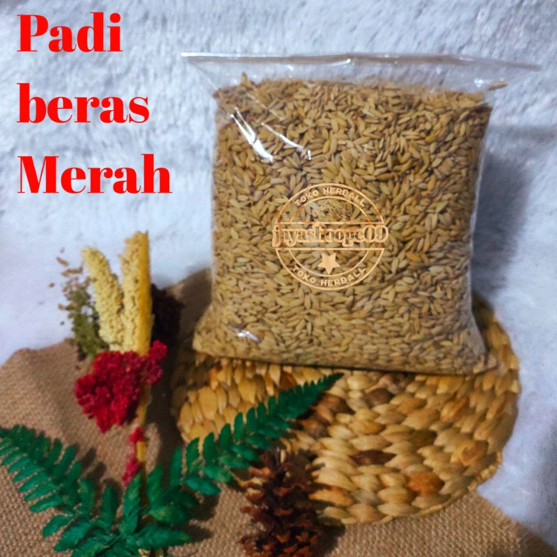 Jual Benih Padi Beras Merah 1 Kg Bibit Beras Merah Bibit Padi Beras