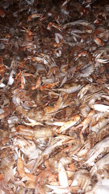 BABY CRAB KRISPY HALAL 50gr /  BABY RAJUNGAN / MAKANAN SEAFOOD / CEMILAN SEHAT / VIRAL / SNACK SEAFOOD