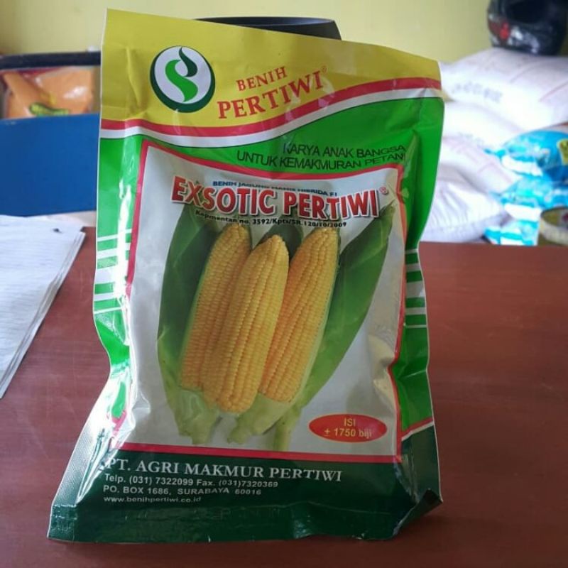 BENIH JAGUNG MANIS EXSOTIC PERTIWI