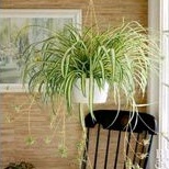 spider plant