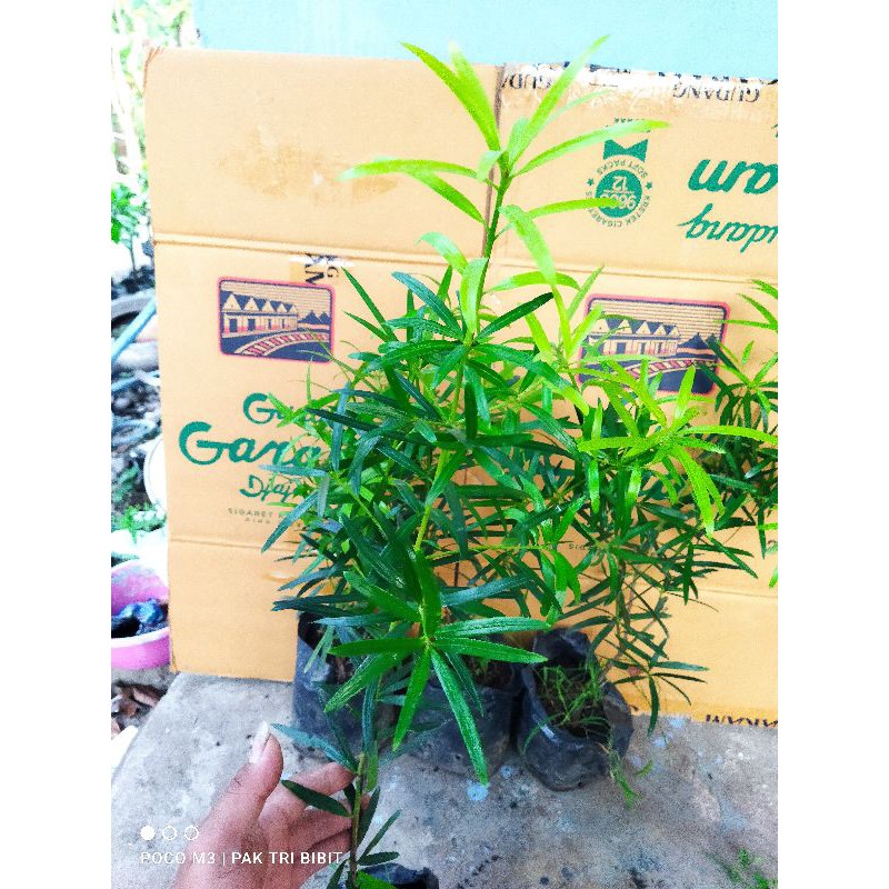 Bahan Bonsai Lohansung Lidah Burung Impor