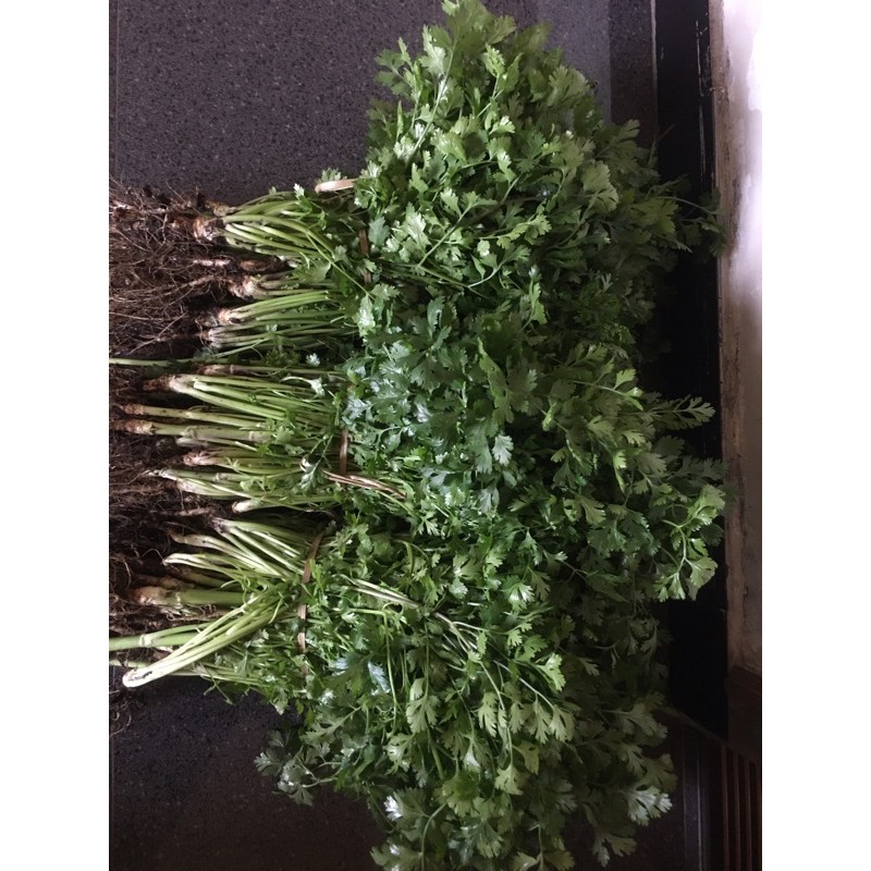 

daun ketumbar
