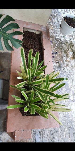 Tanaman Hias Bromelia Varigata - Pohon Bromel Varigata