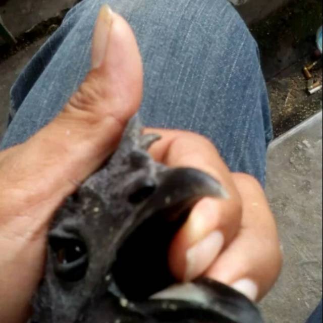 Telur ayam cemani asli temanggung stok terbatas