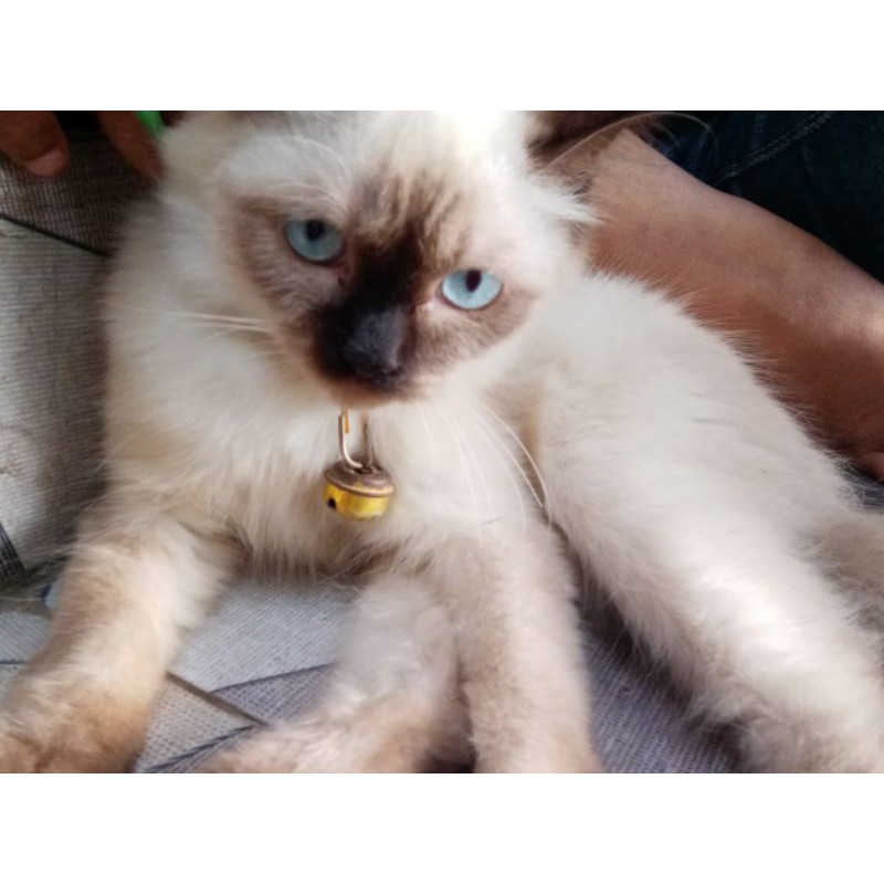 Kucing Persia Murah Kucing Himalaya Kucing Anggora Kucing White Solid Shopee Indonesia