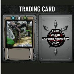 Ikan polypterus ornatippinis palmas orna