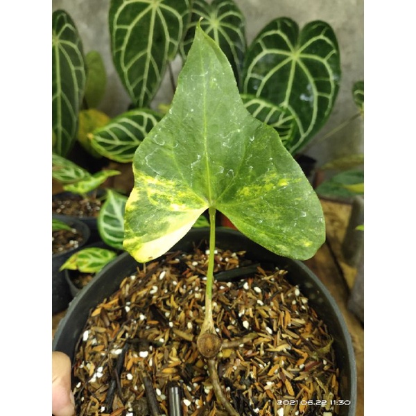 Anthurium pedatoradiatum hybrid ('Pterodactyl') variegata