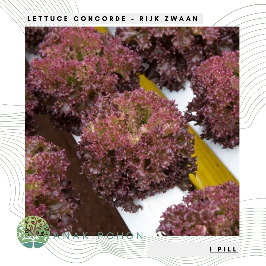 Benih Bibit Biji - Selada Merah Lollo Rossa Lettuce - Concorde RZ - Rijk Zwaan