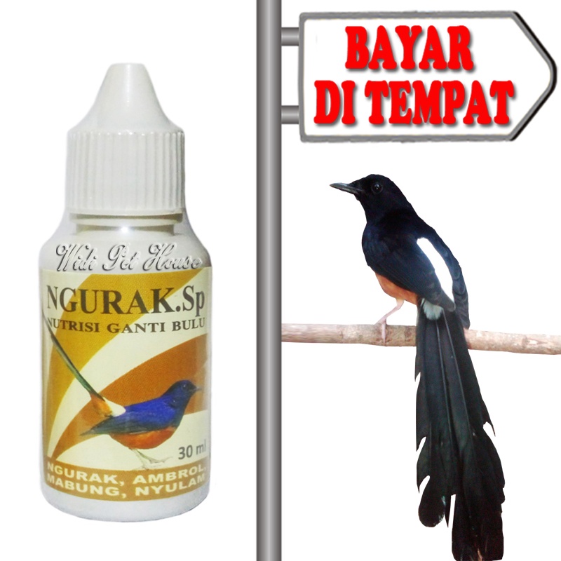 Obat Mabung Burung Ganti Bulu Moulting Ngurak