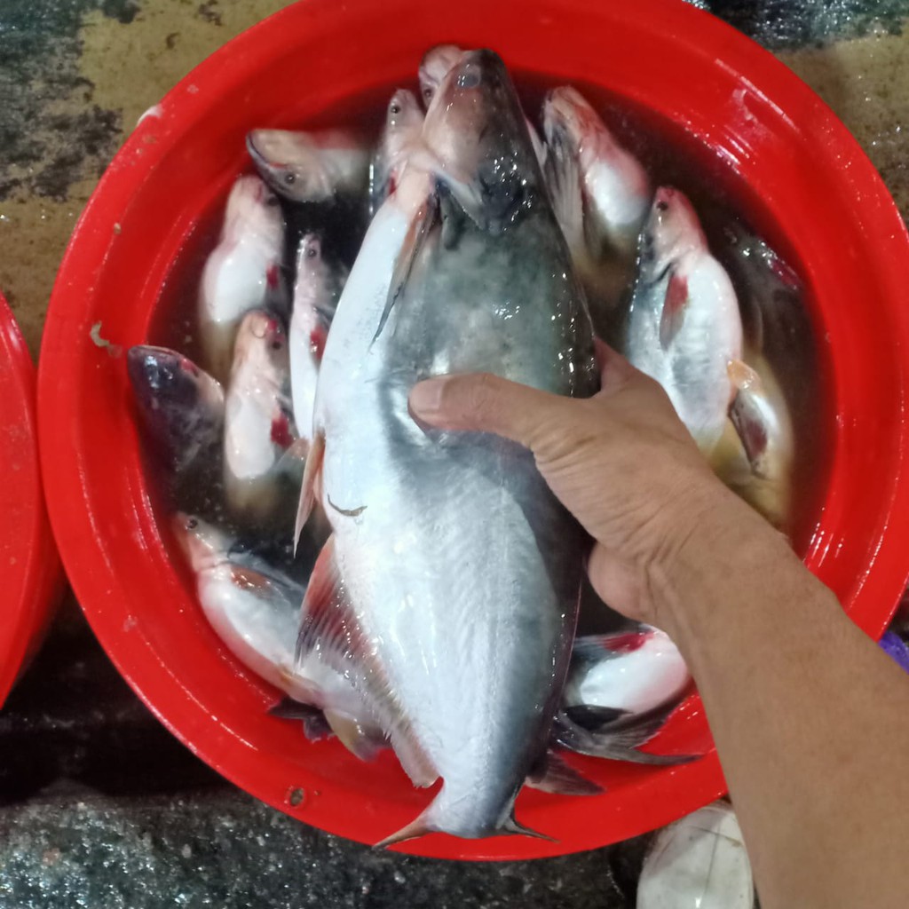 

Ikan Patin Segar 1 Kg