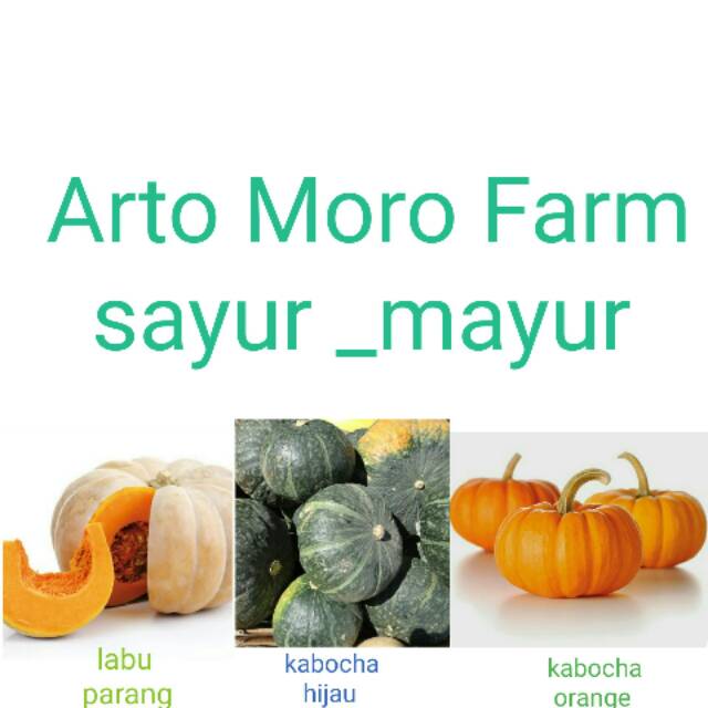 

labu parang, kabocha Orange & hijau