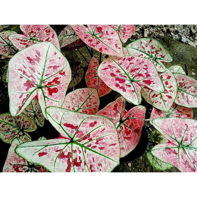 CALADIUM GUAVA / WONDERLAND IMPORT THAI SERIES