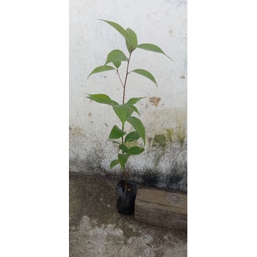 bibit unggul kayu manis murah