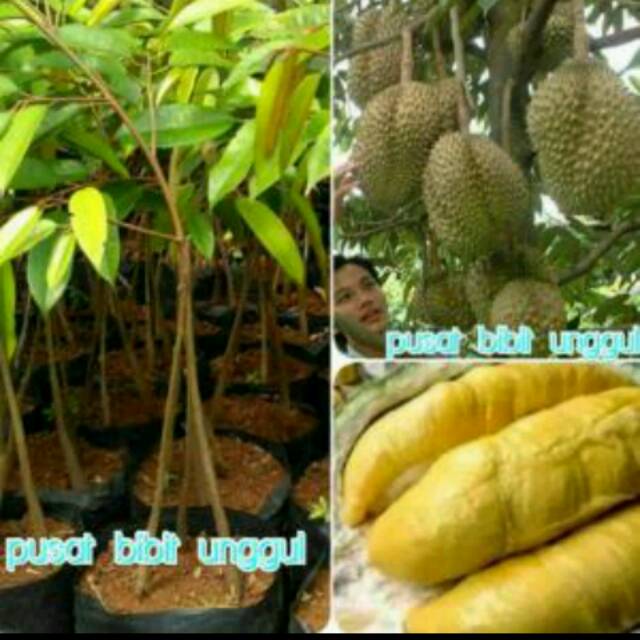 bibit durian montong kaki 3 super