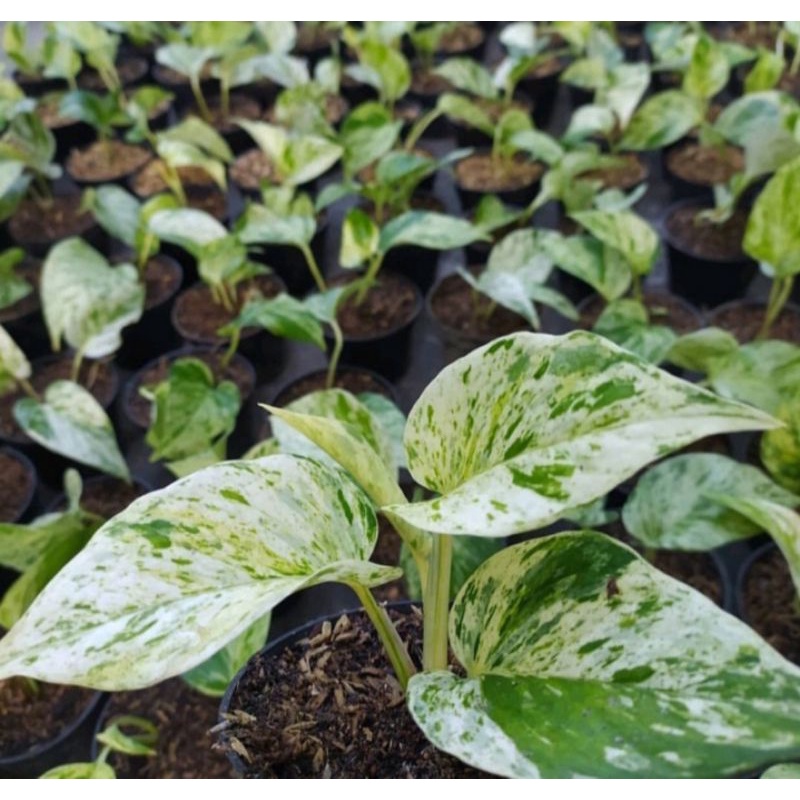 tanaman epipremnum marble queen/tanaman hias epipremnum