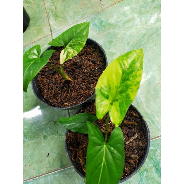 syngonium varigata yellow