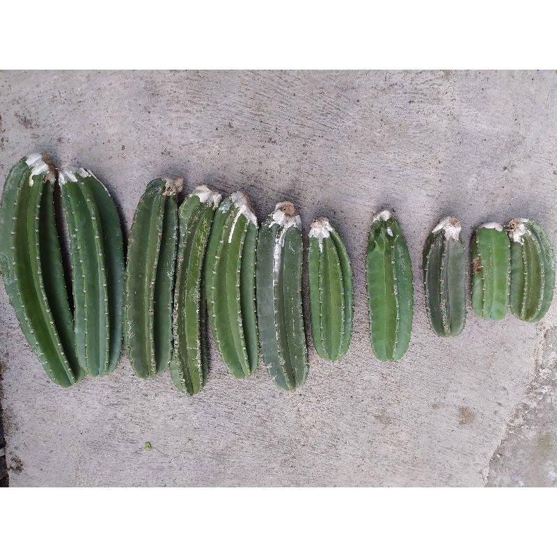 Kaktus Koboi (Proses Akar)