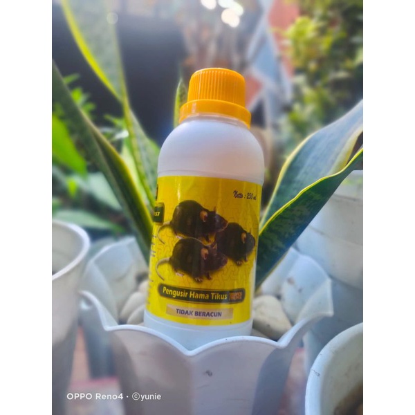 LOUDEST,LUDES,OBAT TIKUS