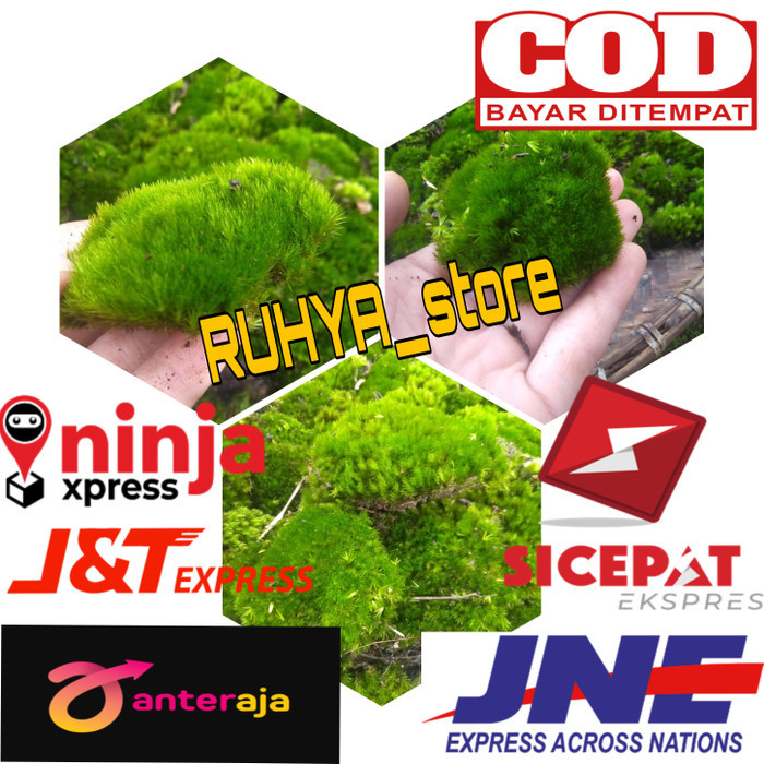 Lumut Hidup Forest Moss Cover bonsai 500gr/ Lumut Aquascape