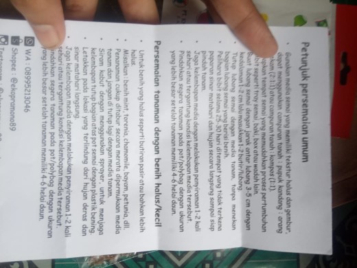 50 Benih Kemangi Repack