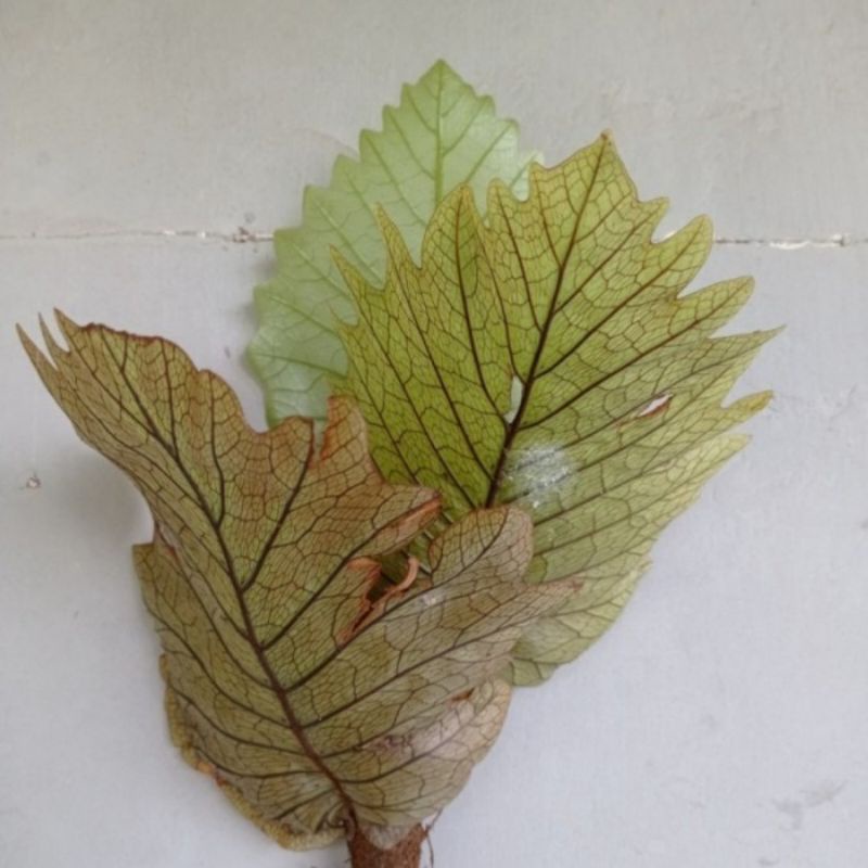 Tanaman Hias Kadaka Merak/Kadaka Taplok Unik