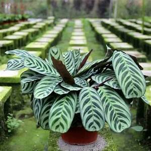 Bibit Tanaman Bunga Calathea Stromata/Calathea Sepat