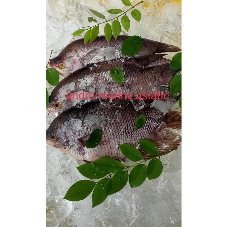 

Ikan Gurame segar Fresh kualitas superr @ 1pack 3ekor