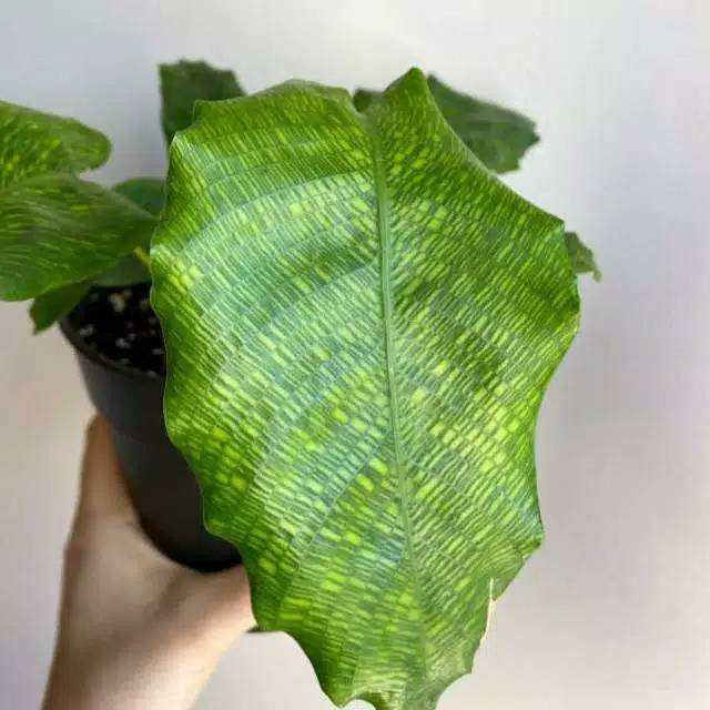 

Calatea Mosaica Harga Grosir