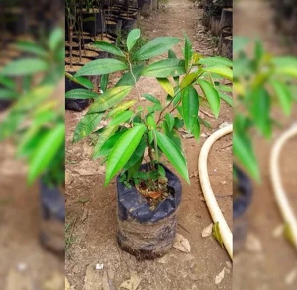 bibit pohon sawo manila-tanaman buah sawo manila-sawo durian apel hijau