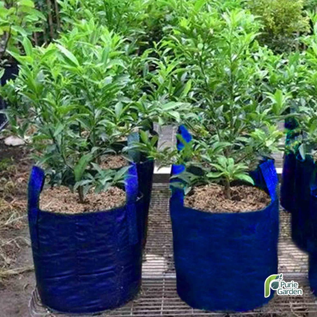 Planter Bag Pot Tanaman Media Tanam All Varian PG SBY