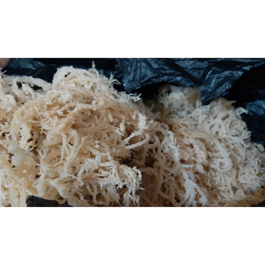 

Rumput Laut atau Gulma Laut Kering Mentah Asli 500 Grm