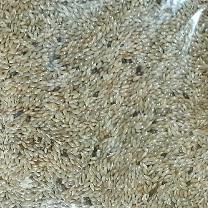 kenari seed 1kg canary
