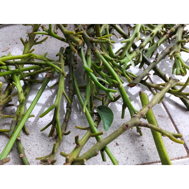 Entres Cuntting Batang Segar Alpukat Red Vietnam