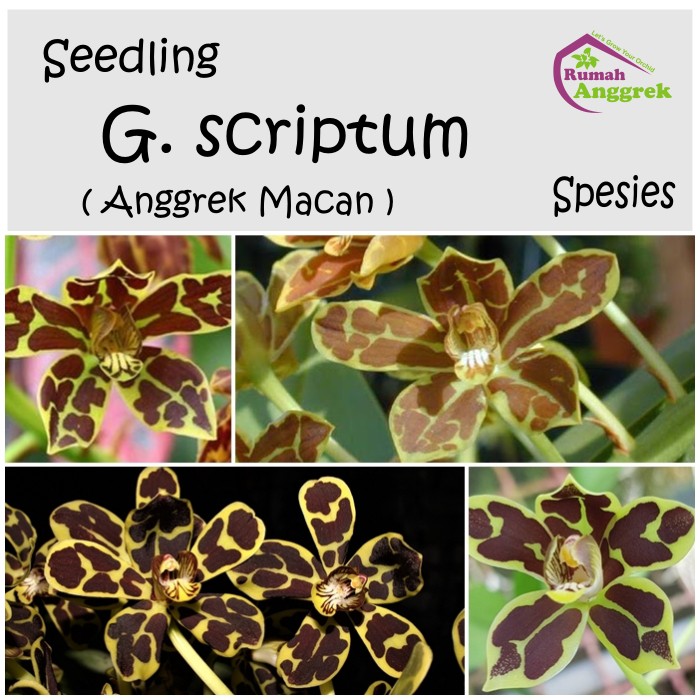 Seedling Grammatophyllum Scriptum spesies anggrek bibit macan gramma papua kalimantan sulawesi