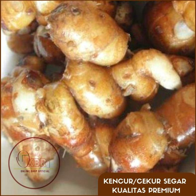 

[[COD]] KENCUR/CEKUR SEGAR - 500gr & 1Kg PRODUK TERBATAS Kode 1359