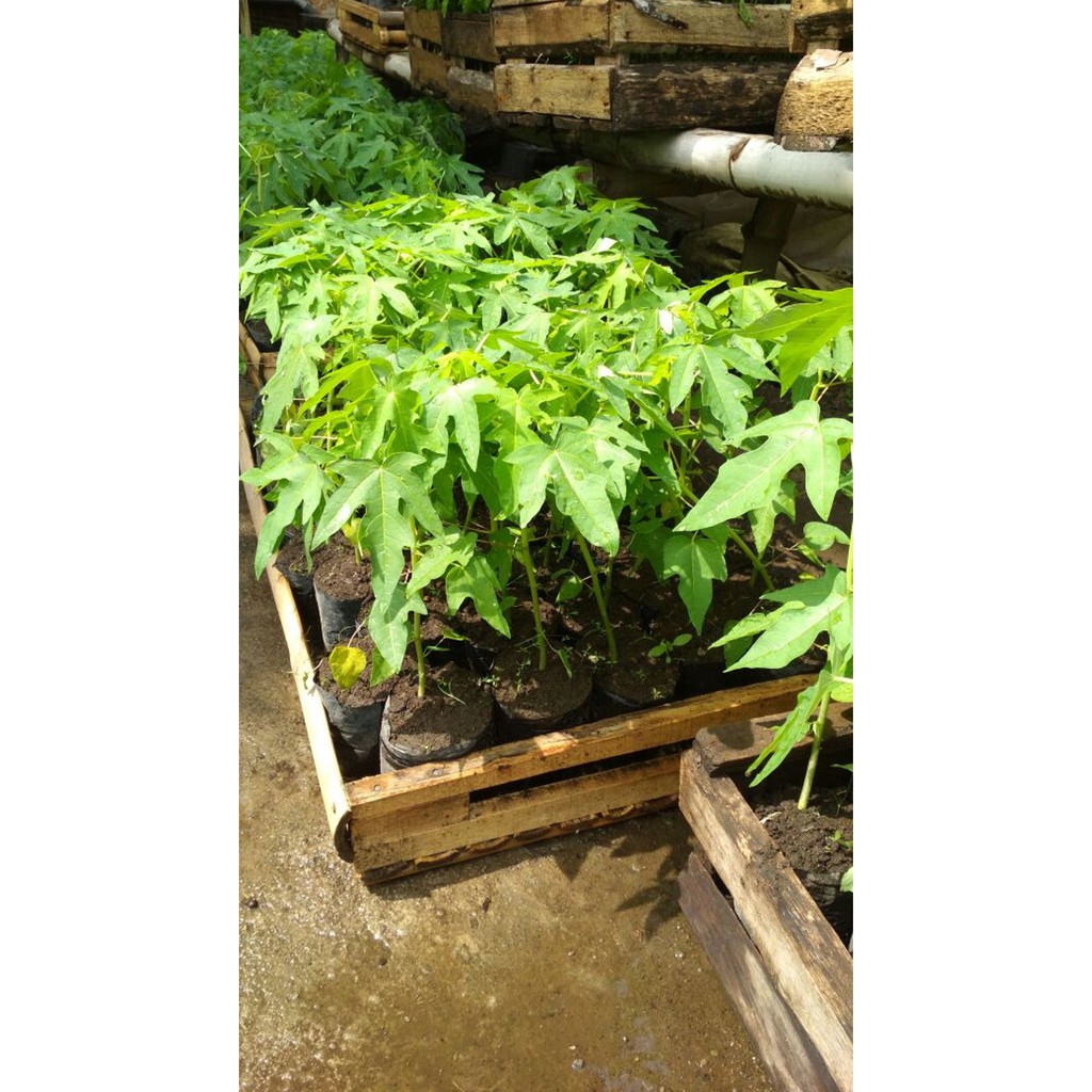 Bibit Pepaya Thailand