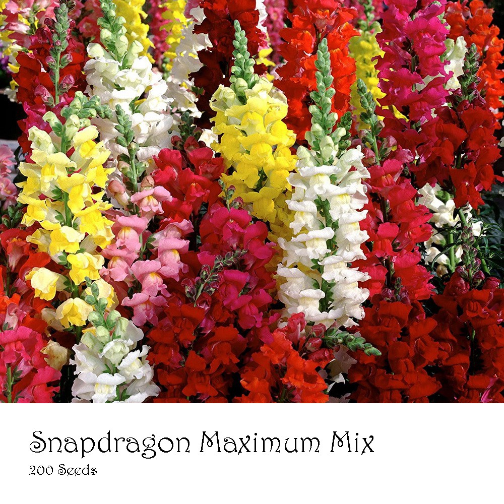 PlantaSeed - 200 Seeds - Snapdragon Maximum Mix Biji Bunga - PAS0233