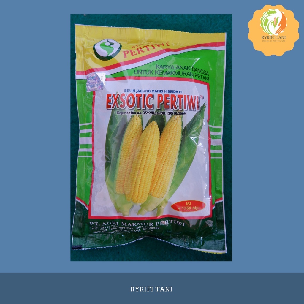 Jagung Manis Exsotic Pertiwi