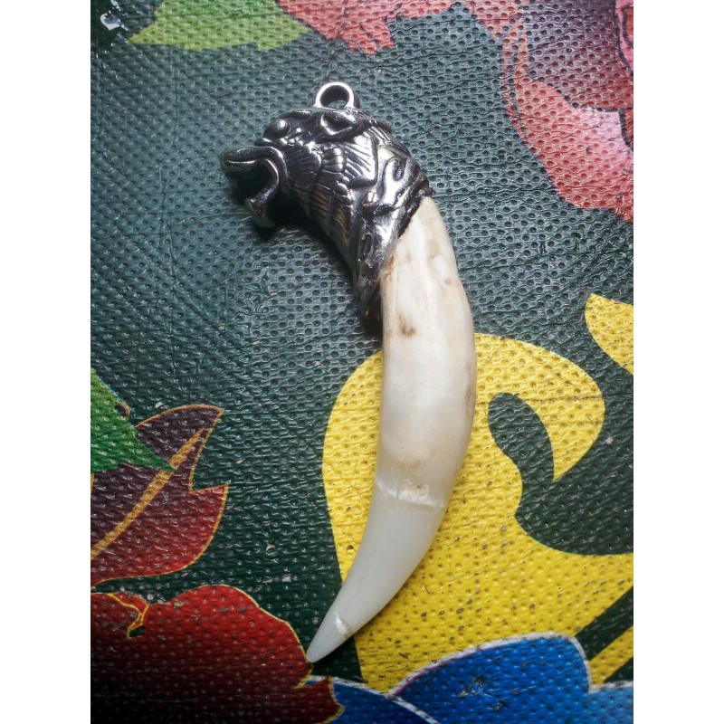 Taring Buaya Original