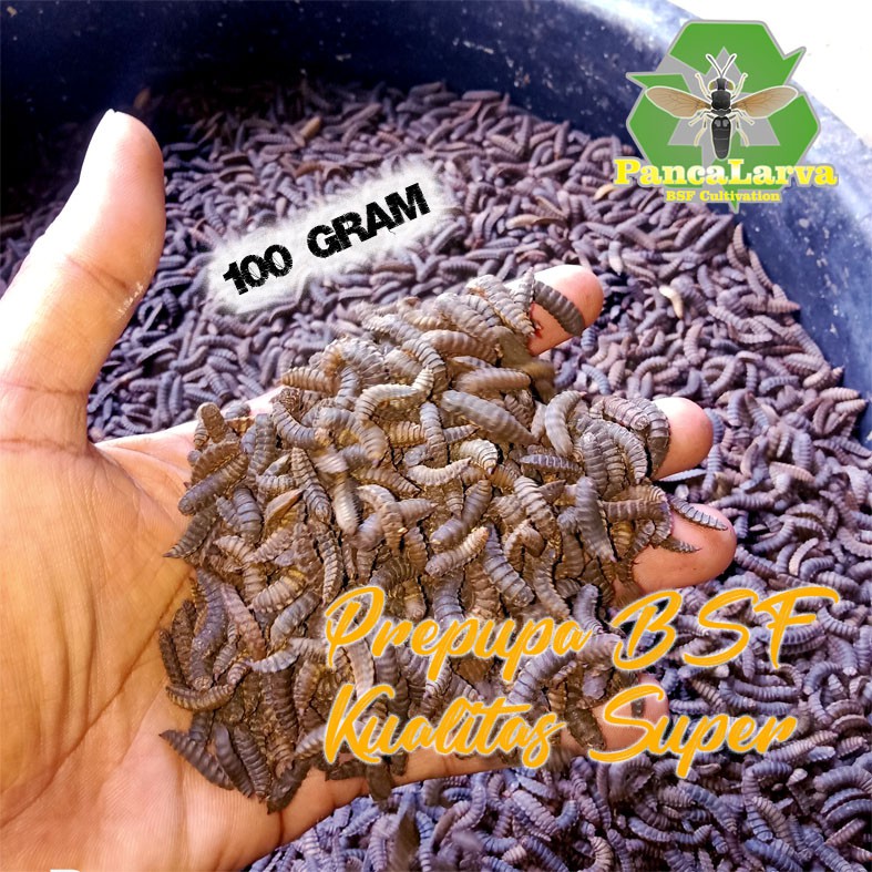 Pupa Prepupa Maggot BSF Kualitas Terbaik Termurah