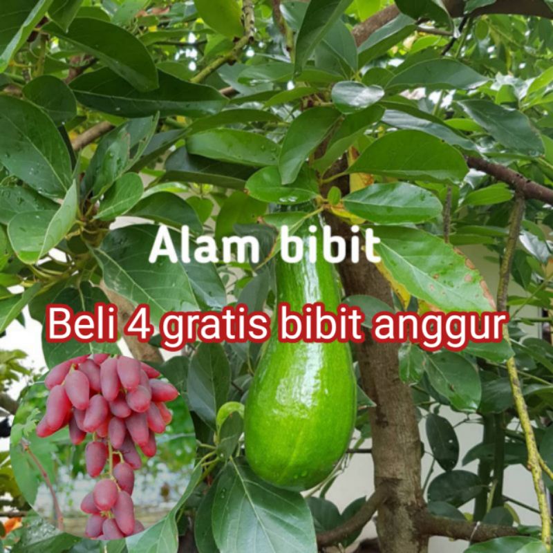 BIBIT ALPUKAT PLUWANG OKULASI INDUKAN BERBUAH(beli 4 gratis bibit anggur)